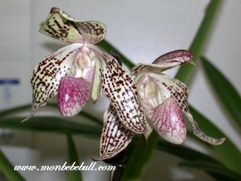 Paph Lady Isabel x Godefroyae.jpg